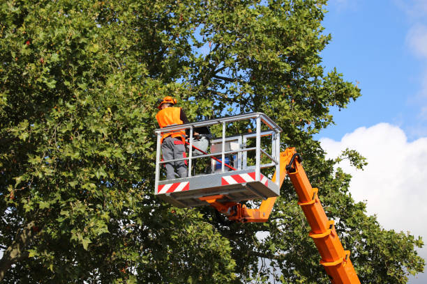 How Our Tree Care Process Works  in  Atlantic City, NJ