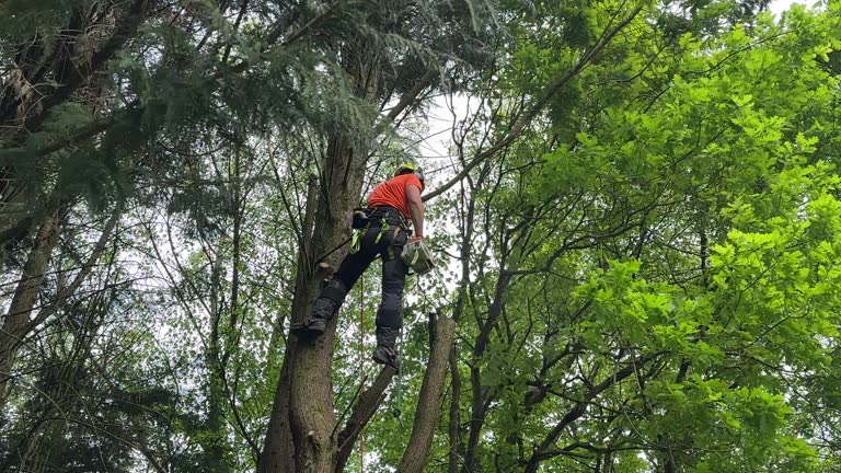 Trusted Atlantic City, NJ  Tree Services Experts